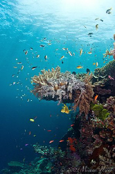 Nothing spectacular, but this is why i dive. by Michael Henke 